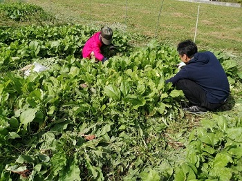 小松菜を収穫
