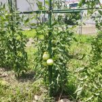 自然農法トマト