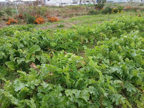 アイアイの大根