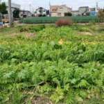 アイアイの畑、元気な大根